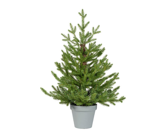 Choinka Doniczkowa Norway 75 cm