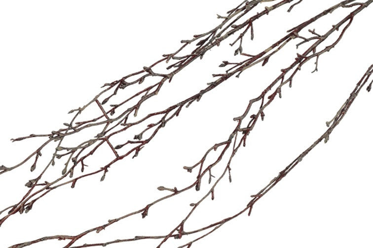 Gałązka zwisająca Brzoza XL Brązowa