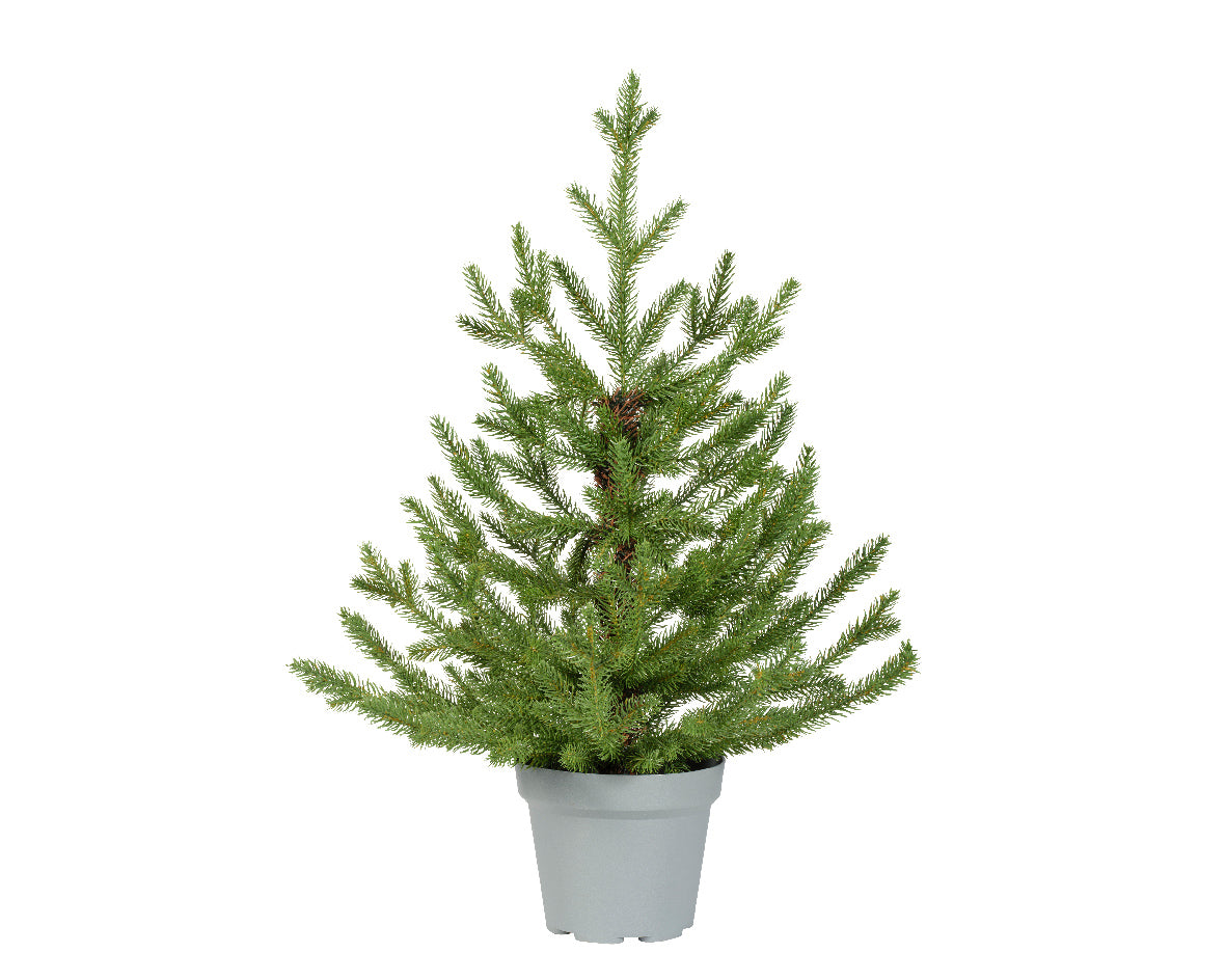 Choinka Doniczkowa Norway 60 cm