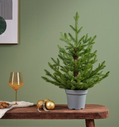 Choinka Doniczkowa Norway 75 cm