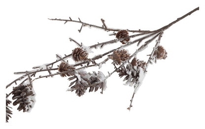 Gałązka zwisająca Modrzew Brązowa