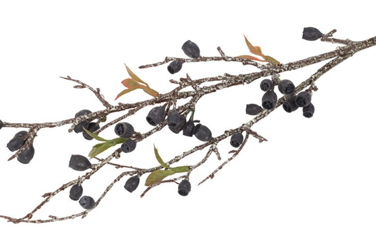 Gałązka dekoracyjna Eukaliptus Corymbia – czarna, 77 cm