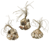 Dekoracja z muszli naturalnych