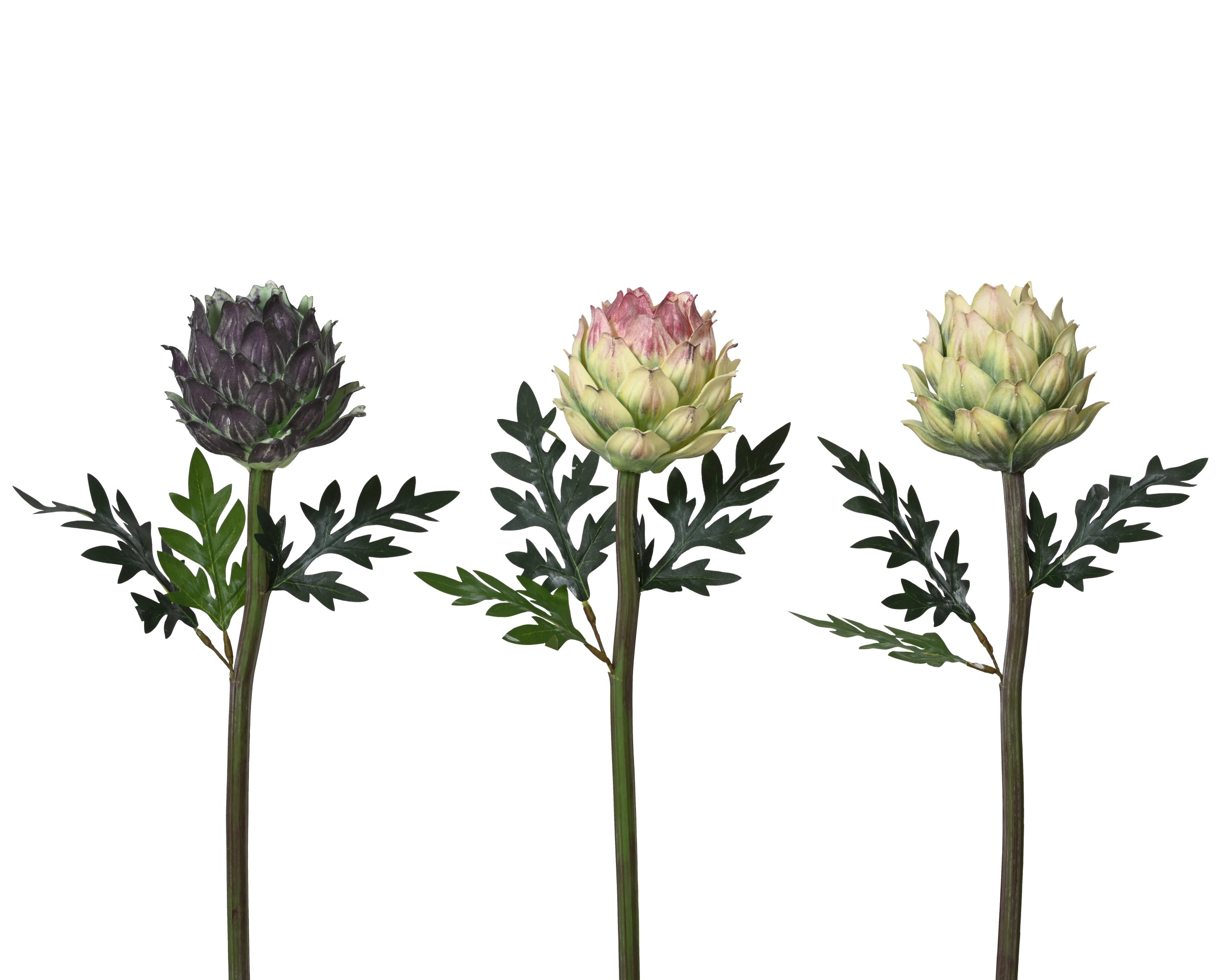 Karczoch na łodydze – 50 cm (1 szt.)