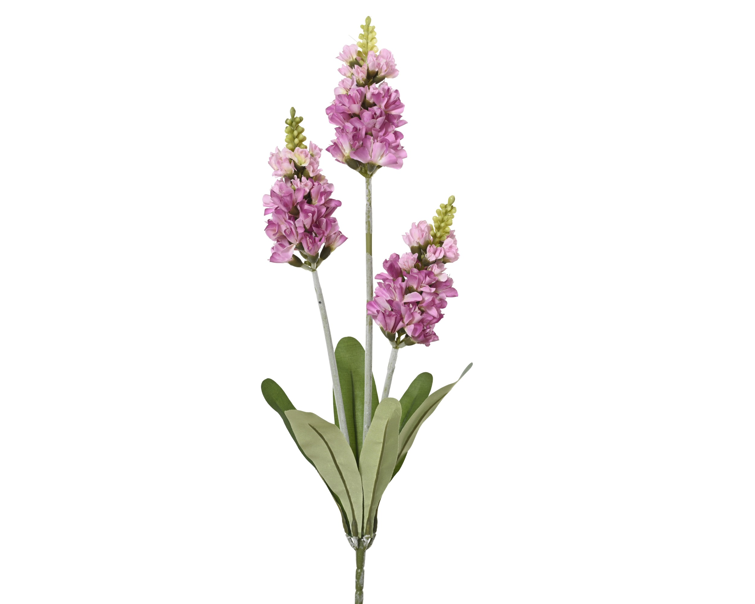 Lawenda na łodydze – ciemnoróżowa, 67 cm