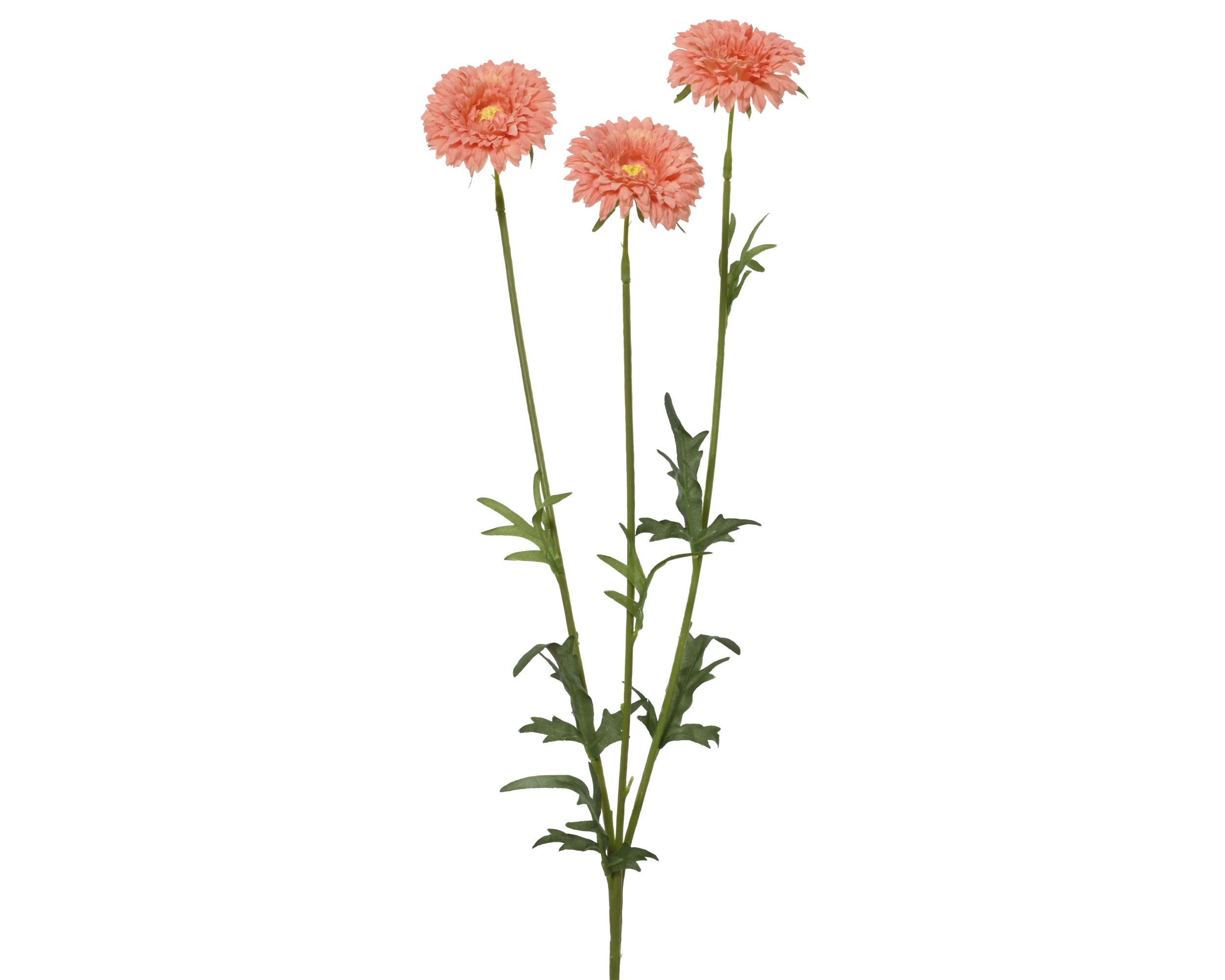 Nagietek na łodydze – brzoskwiniowy, 68 cm