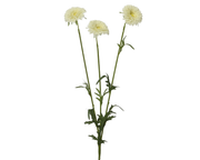 Nagietek na łodydze – kremowy, 68 cm