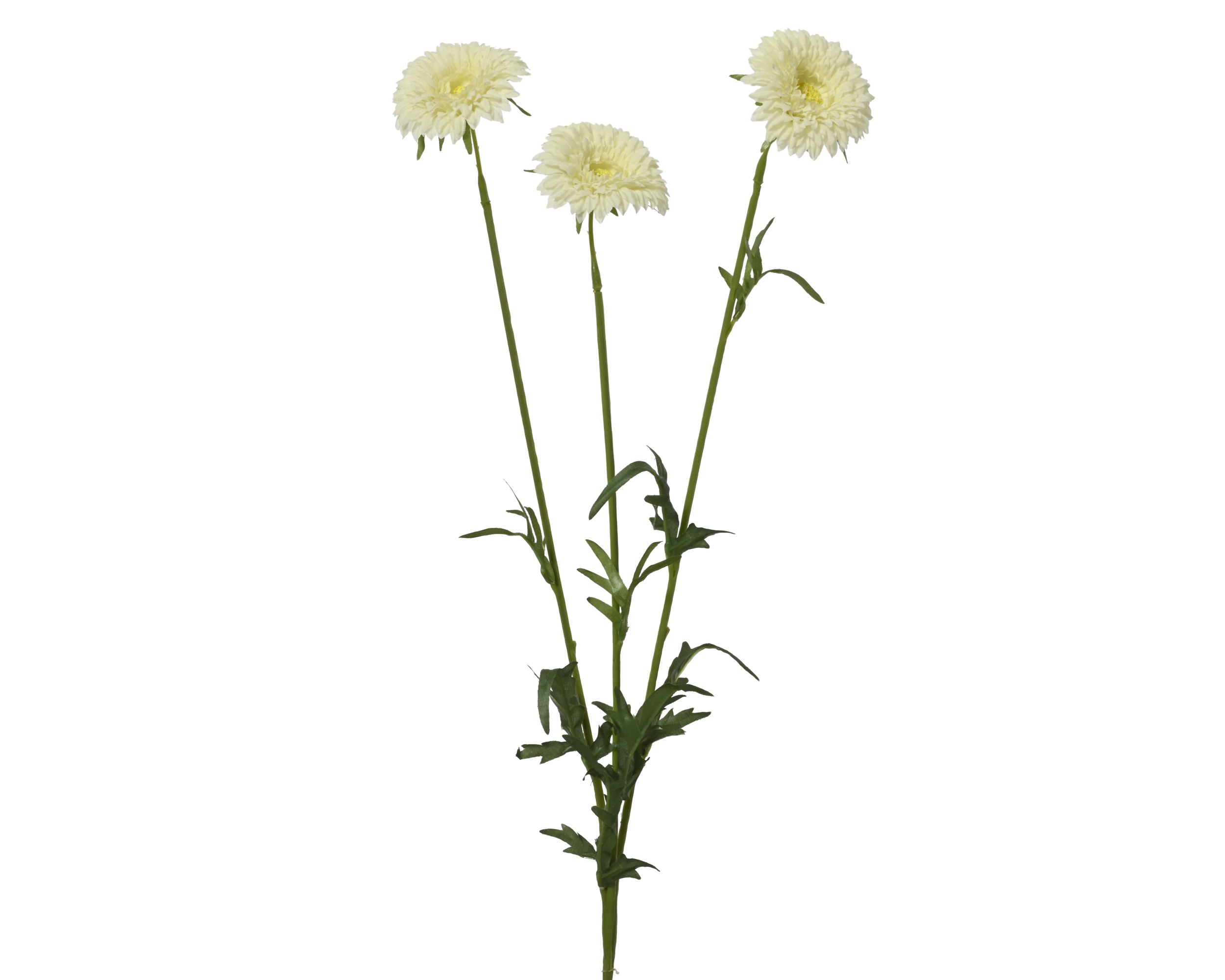 Nagietek na łodydze – kremowy, 68 cm