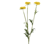 Nagietek na łodydze – żółty, 68 cm