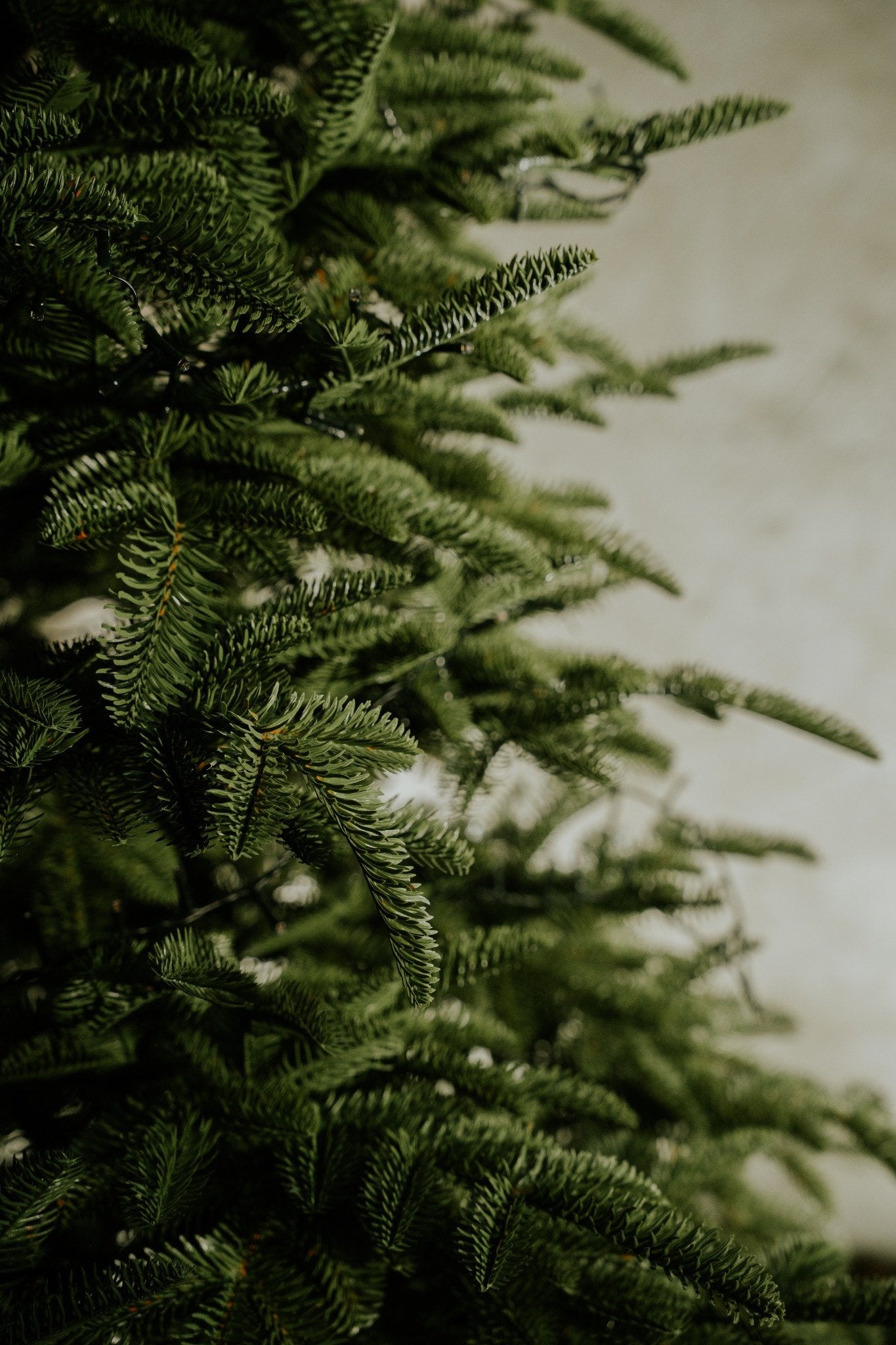 Jodła Nordmanna Parasolka 100% PE  180/220/250 cm